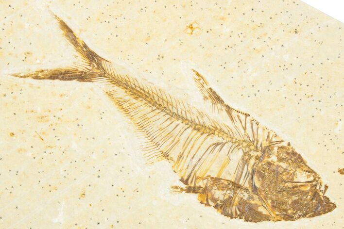 Detailed Fossil Fish (Diplomystus) - Wyoming #357596